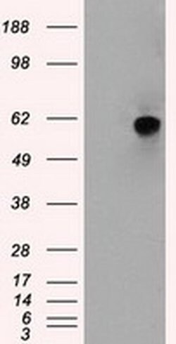NRBP1 Mouse anti-Human, Clone: OTI4F2, liquid, TrueMAB 100 &mu;L; Unconjugated:Antibodies,