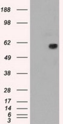 NRBP1 Mouse anti-Canine, Human, Rat, Clone: OTI7E2, lyophilized, TrueMAB