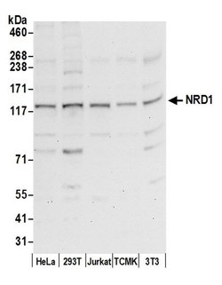 NRD1/Nardilysin Polyclonal Antibody, Bethyl Laboratories:Antibodies:Primary