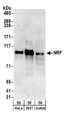 NRF Rabbit anti-Human, Polyclonal, Bethyl Laboratories 100 &mu;L; Unconjugated:Antibodies,