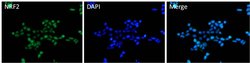 Invitrogen Nrf2 Polyclonal Antibody 100 &mu;L; Unconjugated:Antibodies,