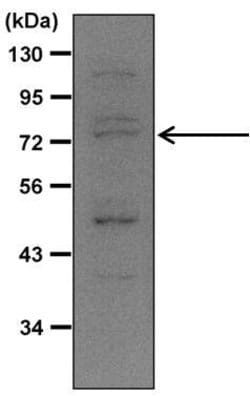 Invitrogen Nrf2 Polyclonal Antibody 100 &mu;L; Unconjugated:Antibodies,