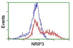NRIP3 Monoclonal Antibody (OTI1G6), TrueMAB , OriGene:Antibodies:Primary