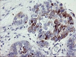 NRIP3 Mouse anti-Human, Clone: OTI1A9, lyophilized, TrueMAB 100 &mu;g;