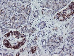 NRIP3 Mouse anti-Human, Clone: OTI1A9, lyophilized, TrueMAB 100 &mu;g;