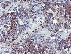 NRIP3 Mouse anti-Human, Clone: OTI1A9, lyophilized, TrueMAB 100 &mu;g;