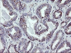 NRIP3 Mouse anti-Human, Clone: OTI1A9, lyophilized, TrueMAB 100 &mu;g;