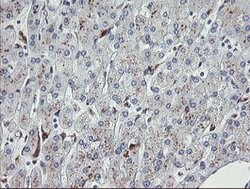 NRIP3 Mouse anti-Human, Clone: OTI1A9, lyophilized, TrueMAB 100 &mu;g;