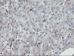 NRIP3 Monoclonal Antibody (OTI1A9), TrueMAB , OriGene 100 &mu;L; Unconjugated:Antibodies,