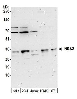 NSA2/TINP1 Polyclonal Antibody, Bethyl Laboratories:Antibodies:Primary
