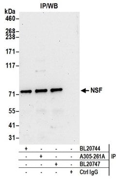 NSF Rabbit anti-Human, Polyclonal, Bethyl Laboratories 100 &mu;L; Unconjugated:Antibodies,