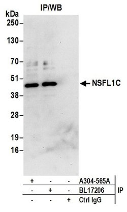 NSFL1C Rabbit anti-Human, Mouse, Polyclonal, Bethyl Laboratories 100 &mu;L;