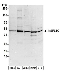 NSFL1C Rabbit anti-Human, Mouse, Polyclonal, Bethyl Laboratories 100 &mu;L;