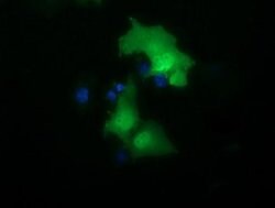 NSMCE2 Monoclonal Antibody (OTI3C10), TrueMAB , OriGene 100 &mu;L; Unconjugated:Antibodies,