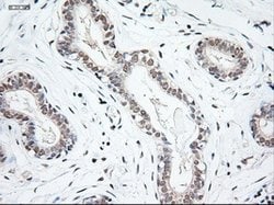 NT3 Mouse anti-Human, Clone: OTI5A2, lyophilized, TrueMAB 100 &mu;g; Unconjugated:Antibodies,