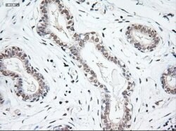 NT3 Mouse anti-Human, Clone: OTI5A2, liquid, TrueMAB 100 &mu;L; Unconjugated:Antibodies,