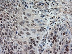 NT3 Mouse anti-Human, Clone: OTI5A2, liquid, TrueMAB 100 &mu;L; Unconjugated:Antibodies,