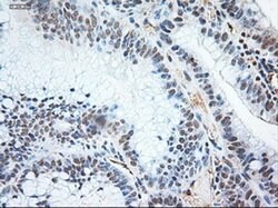 NT3 Mouse anti-Human, Clone: OTI5A2, liquid, TrueMAB 100 &mu;L; Unconjugated:Antibodies,