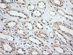 NT3 Mouse anti-Human, Clone: OTI5A2, lyophilized, TrueMAB 100 &mu;g; Unconjugated:Antibodies,