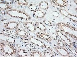 NT3 Mouse anti-Human, Clone: OTI5A2, liquid, TrueMAB 100 &mu;L; Unconjugated:Antibodies,