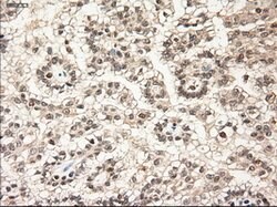 NT3 Mouse anti-Human, Clone: OTI5A2, lyophilized, TrueMAB 100 &mu;g; Unconjugated:Antibodies,