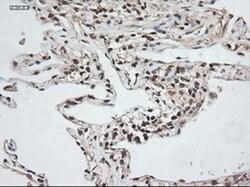 NT3 Mouse anti-Human, Clone: OTI5A2, liquid, TrueMAB 100 &mu;L; Unconjugated:Antibodies,