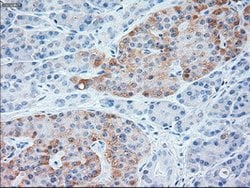 NT3 Mouse anti-Human, Clone: OTI3D4, lyophilized, TrueMAB 100 &mu;g; Unconjugated:Antibodies,