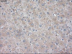 NT3 Mouse anti-Human, Clone: OTI3D4, lyophilized, TrueMAB 100 &mu;g; Unconjugated:Antibodies,