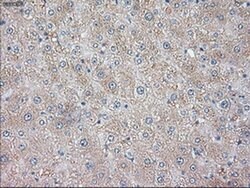 NT3 Mouse anti-Human, Clone: OTI3D4, liquid, TrueMAB 100 &mu;L; Unconjugated:Antibodies,