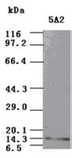 NT3 Mouse anti-Human, Clone: OTI5A2, lyophilized, TrueMAB 100 &mu;g; Unconjugated:Antibodies,