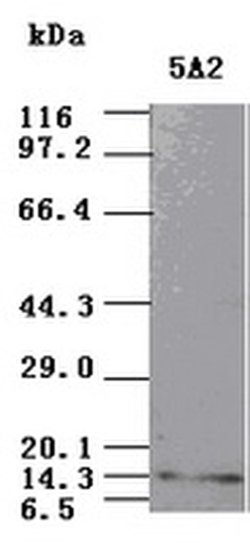 NT3 Mouse anti-Human, Clone: OTI5A2, liquid, TrueMAB 100 &mu;L; Unconjugated:Antibodies,