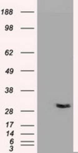 NT3 Mouse anti-Human, Clone: OTI3D4, lyophilized, TrueMAB 100 &mu;g; Unconjugated:Antibodies,