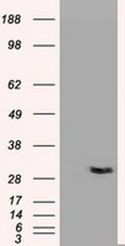 NT3 Mouse anti-Human, Clone: OTI3D4, liquid, TrueMAB 100 &mu;L; Unconjugated:Antibodies,