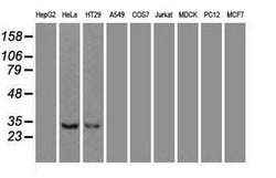 NT3 Mouse anti-Human, Clone: OTI3D4, lyophilized, TrueMAB 100 &mu;g; Unconjugated:Antibodies,