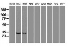 NT3 Mouse anti-Human, Clone: OTI3D4, liquid, TrueMAB 100 &mu;L; Unconjugated:Antibodies,
