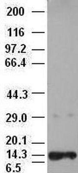 NT3 Mouse anti-Human, Clone: OTI3D4, liquid, TrueMAB 100 &mu;L; Unconjugated:Antibodies,