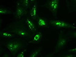 NT4 Mouse anti-Human, Clone: OTI2E8, liquid, TrueMAB 100 &mu;L; Unconjugated:Antibodies,
