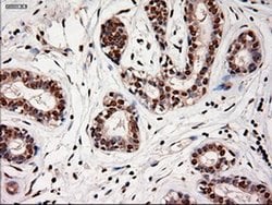 NT4 Mouse anti-Human, Clone: OTI2E8, liquid, TrueMAB 100 &mu;L; Unconjugated:Antibodies,