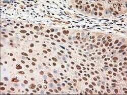 NT4 Mouse anti-Human, Clone: OTI2E8, liquid, TrueMAB 100 &mu;L; Unconjugated:Antibodies,
