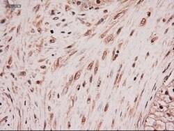 NT4 Mouse anti-Human, Clone: OTI2E8, liquid, TrueMAB 100 &mu;L; Unconjugated:Antibodies,
