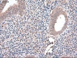 NT4 Mouse anti-Human, Clone: OTI2E8, liquid, TrueMAB 100 &mu;L; Unconjugated:Antibodies,
