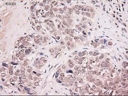 NT4 Mouse anti-Human, Clone: OTI2E8, liquid, TrueMAB 100 &mu;L; Unconjugated:Antibodies,