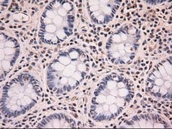 NT4 Mouse anti-Human, Clone: OTI2E8, liquid, TrueMAB 100 &mu;L; Unconjugated:Antibodies,