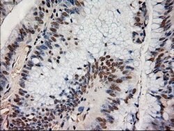 NT4 Mouse anti-Human, Clone: OTI2E8, liquid, TrueMAB 100 &mu;L; Unconjugated:Antibodies,