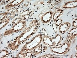 NT4 Mouse anti-Human, Clone: OTI2E8, liquid, TrueMAB 100 &mu;L; Unconjugated:Antibodies,