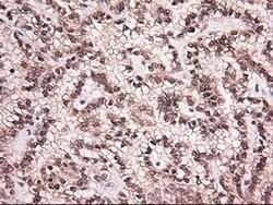NT4 Mouse anti-Human, Clone: OTI2E8, liquid, TrueMAB 100 &mu;L; Unconjugated:Antibodies,