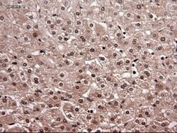 NT4 Mouse anti-Human, Clone: OTI2E8, liquid, TrueMAB 100 &mu;L; Unconjugated:Antibodies,