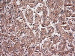 NT4 Mouse anti-Human, Clone: OTI2E8, liquid, TrueMAB 100 &mu;L; Unconjugated:Antibodies,