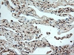 NT4 Mouse anti-Human, Clone: OTI2E8, liquid, TrueMAB 100 &mu;L; Unconjugated:Antibodies,