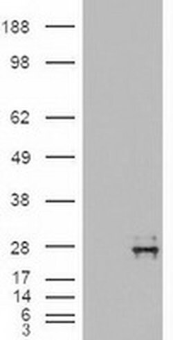 NT4 Mouse anti-Human, Clone: OTI2E8, liquid, TrueMAB 100 &mu;L; Unconjugated:Antibodies,